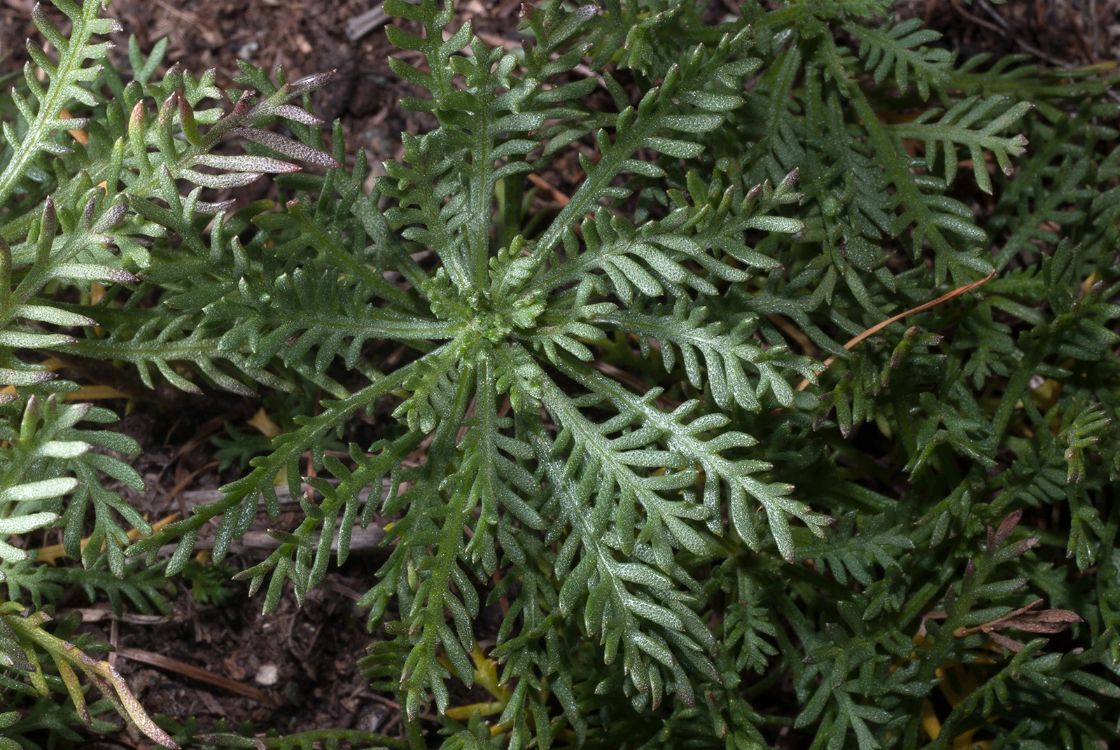 Photo Maurizio Broglio - Achillea erba-rotta